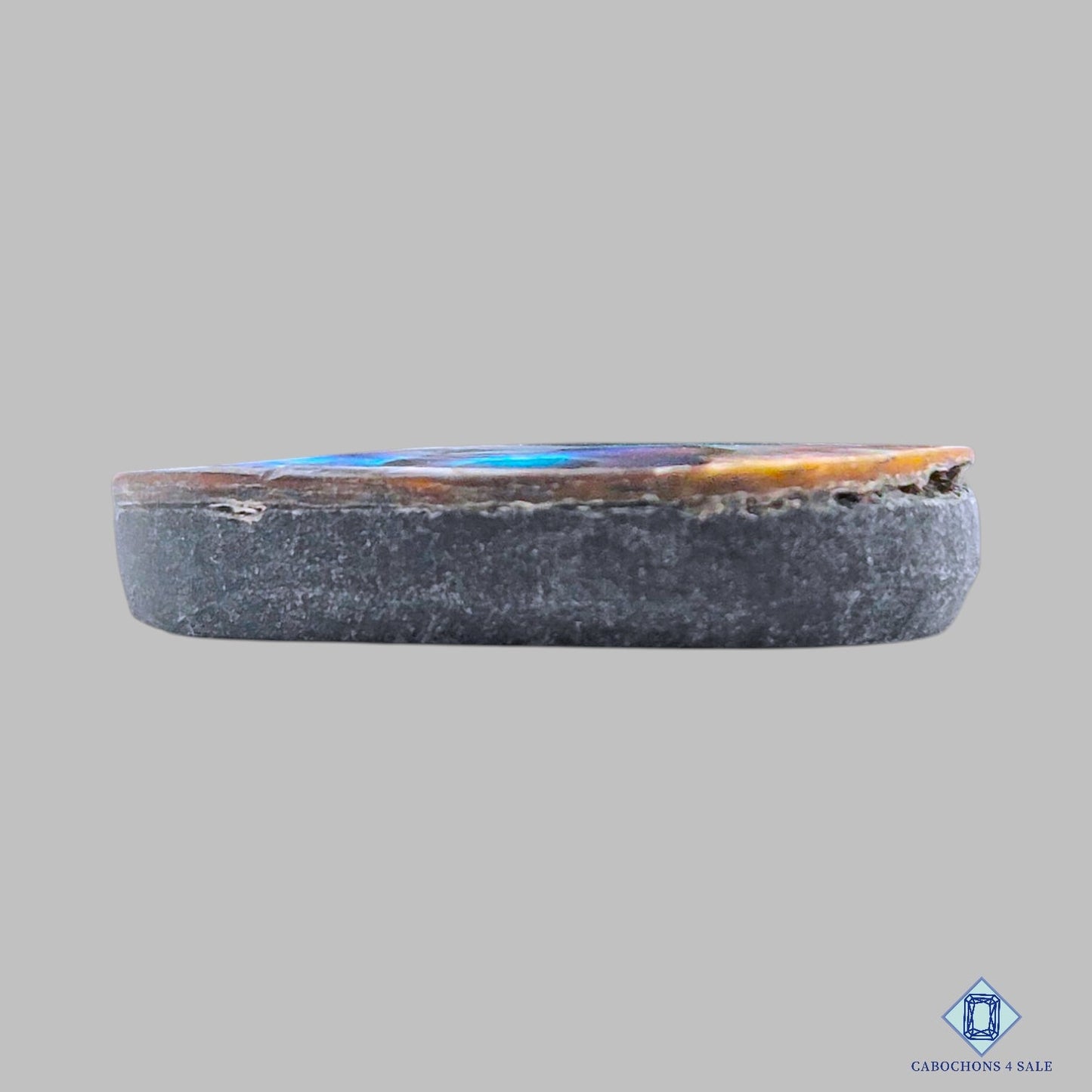 Abalone Shell