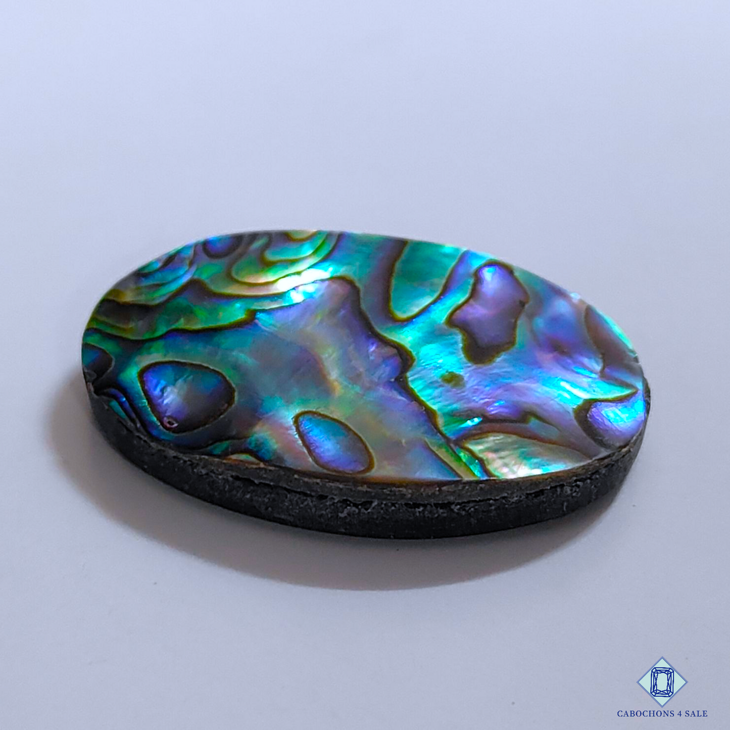 Abalone Shell