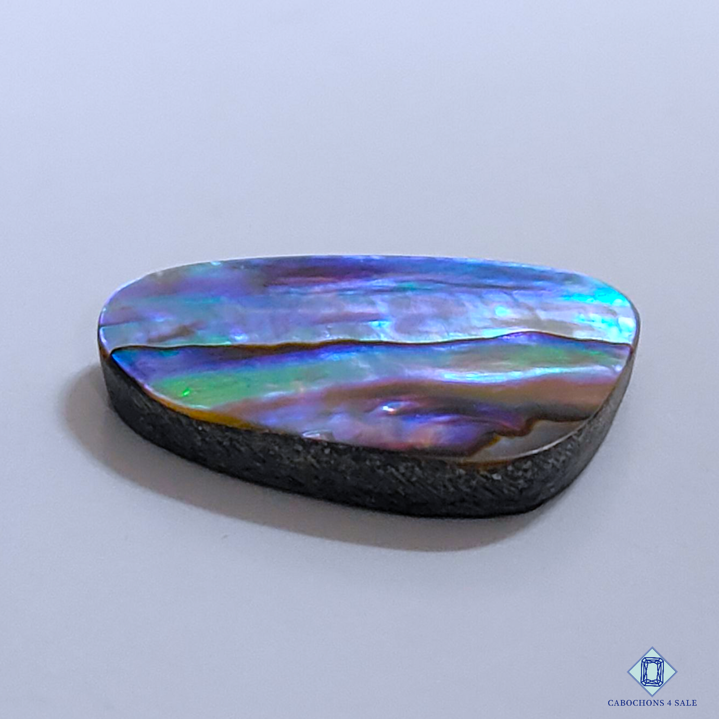 Abalone Shell