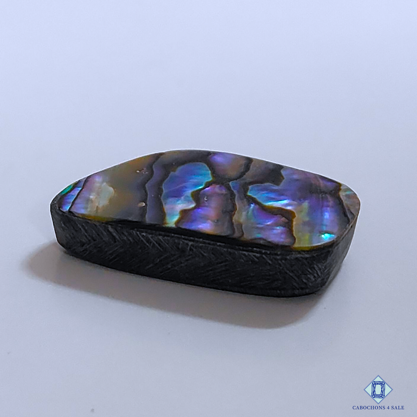 Abalone Shell