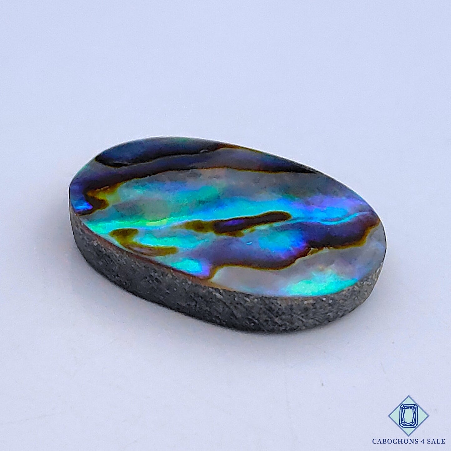 Abalone Shell