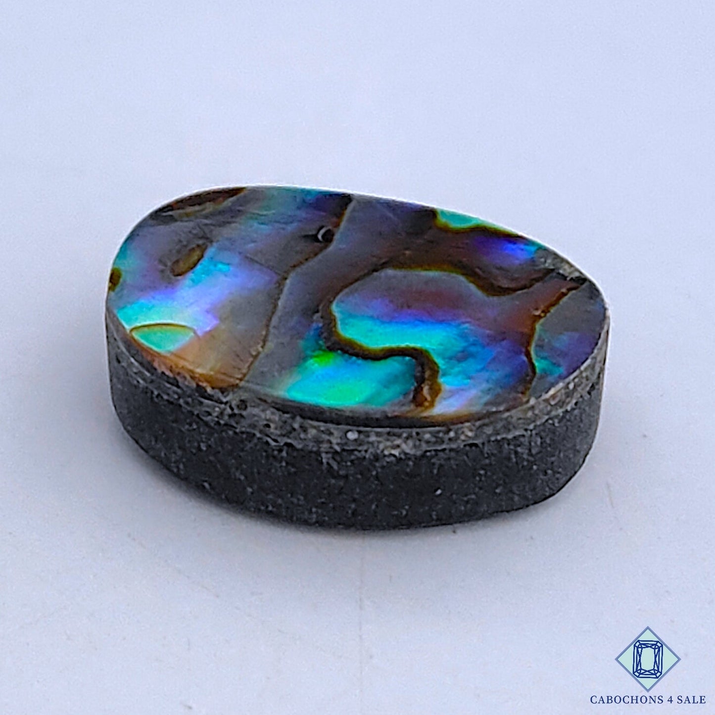 Abalone Shell