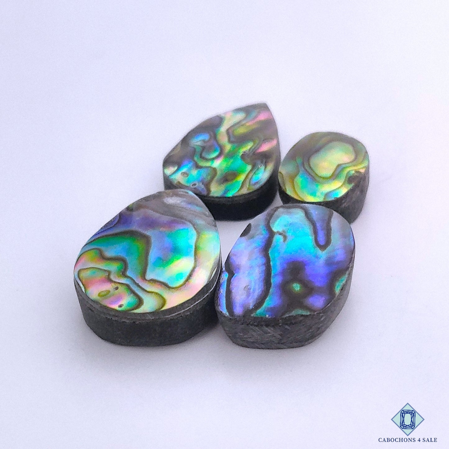 Abalone Shell