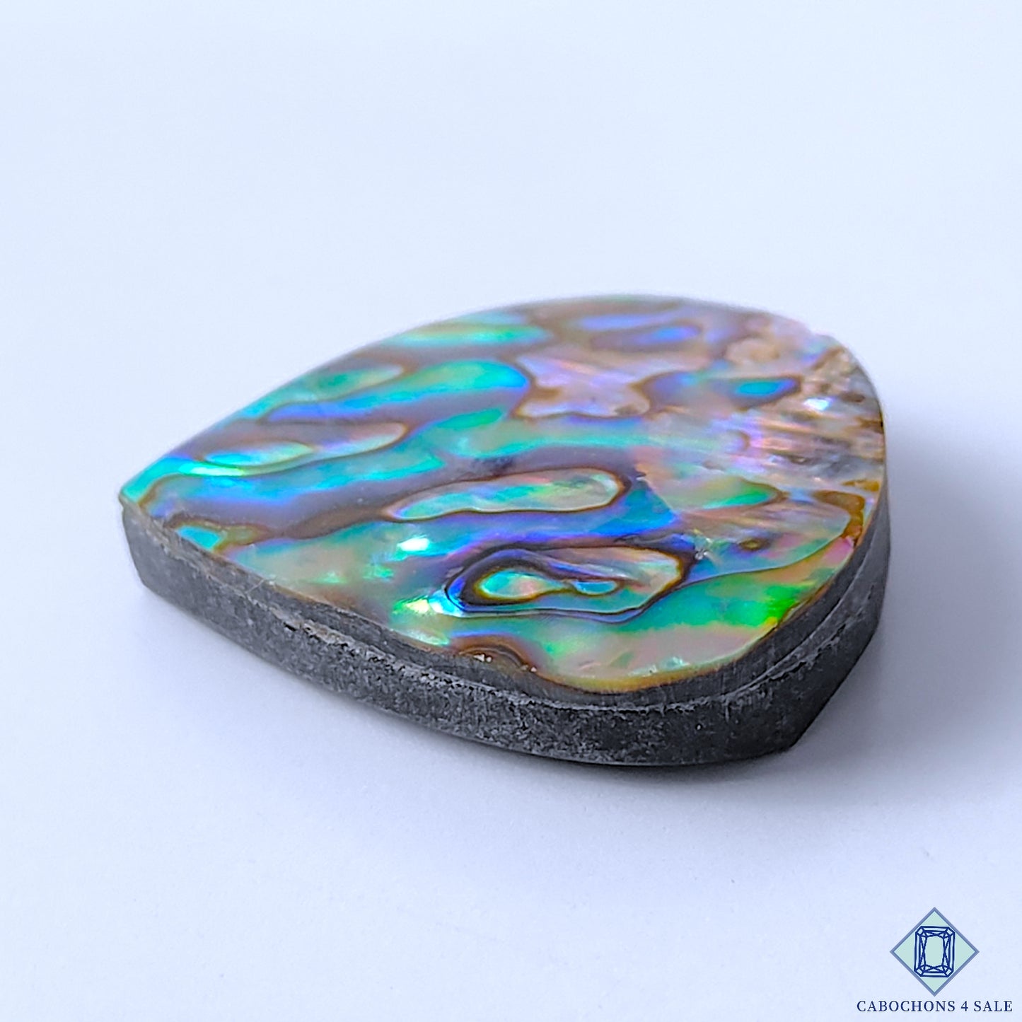 Abalone Shell