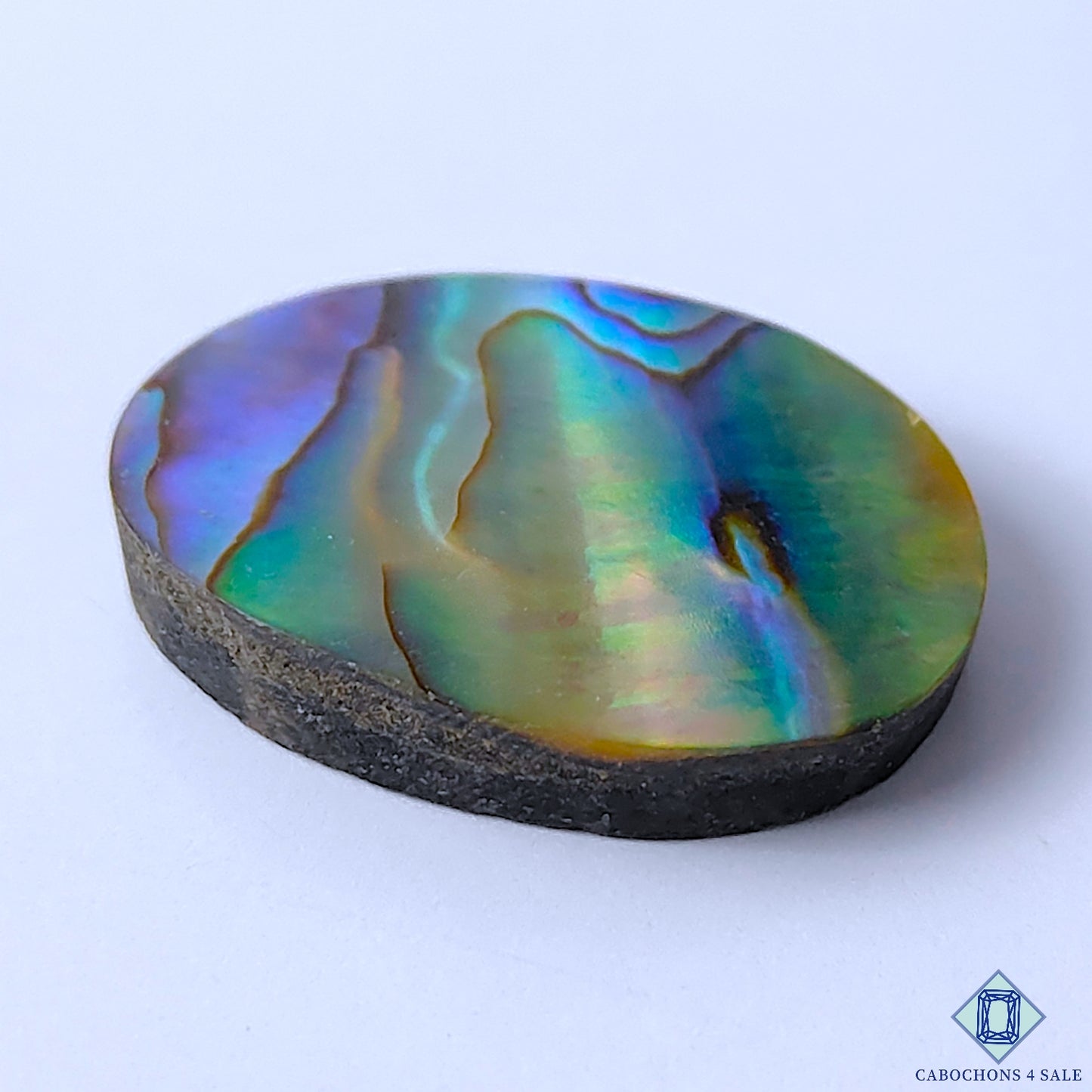 Abalone Shell