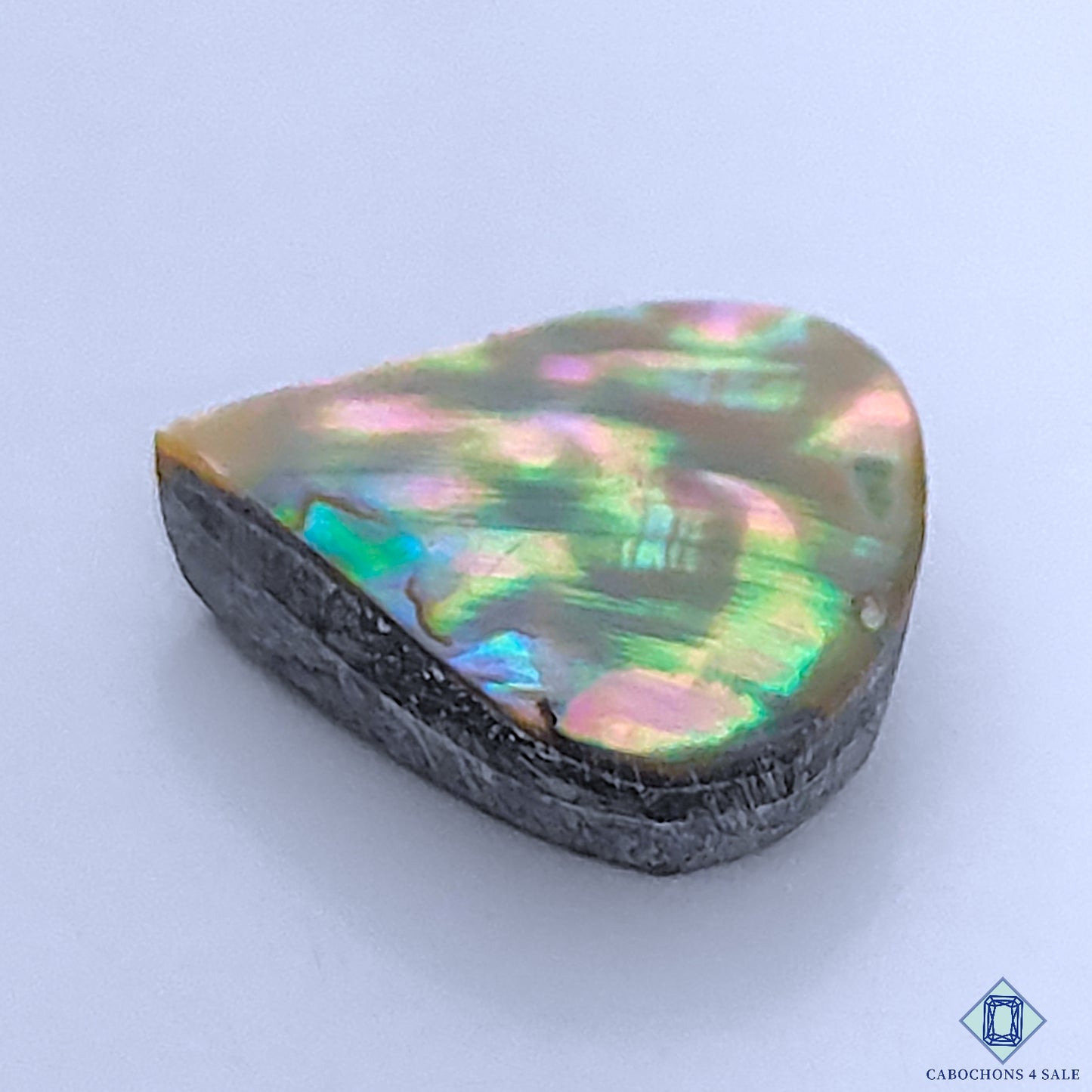 Abalone Shell