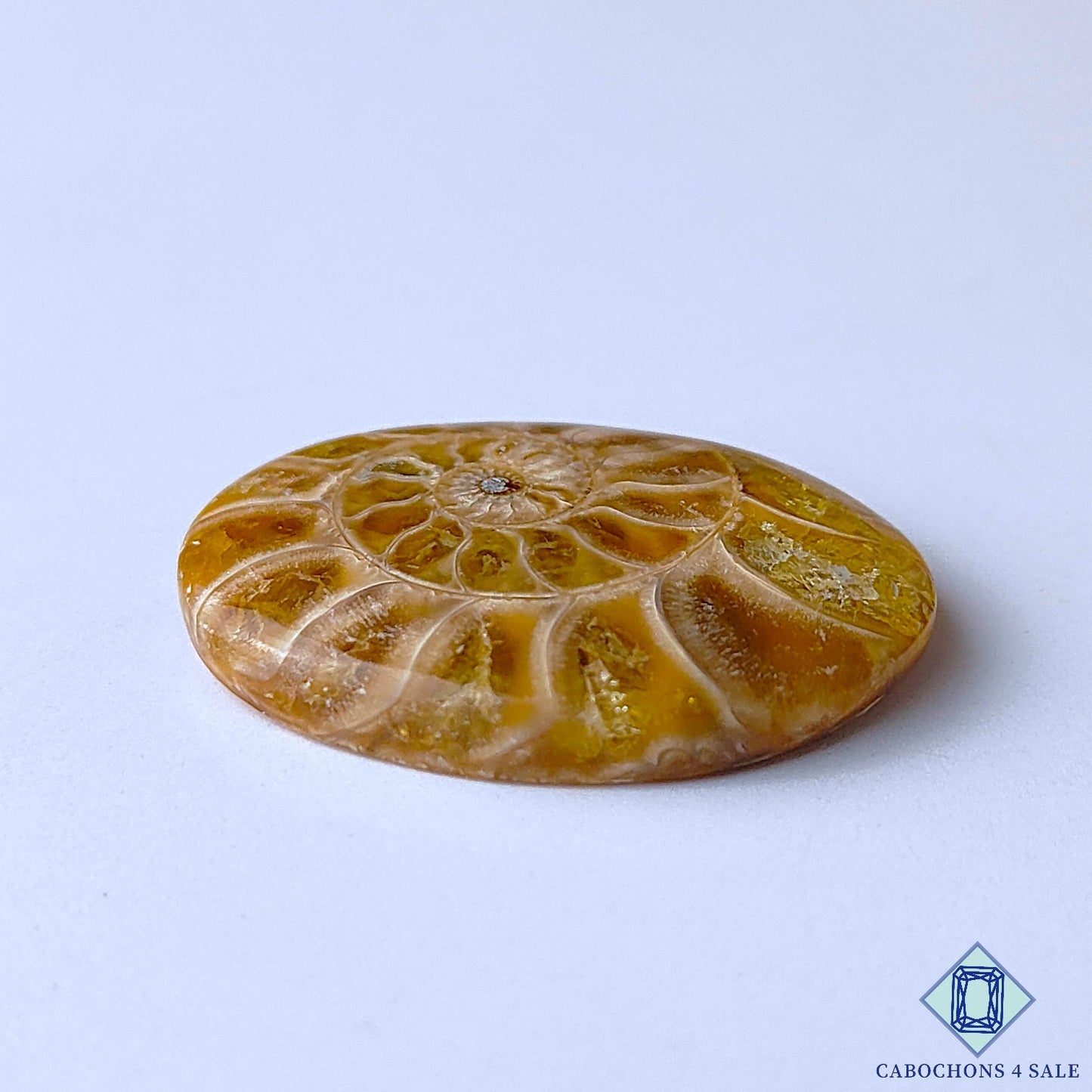 Ammonite