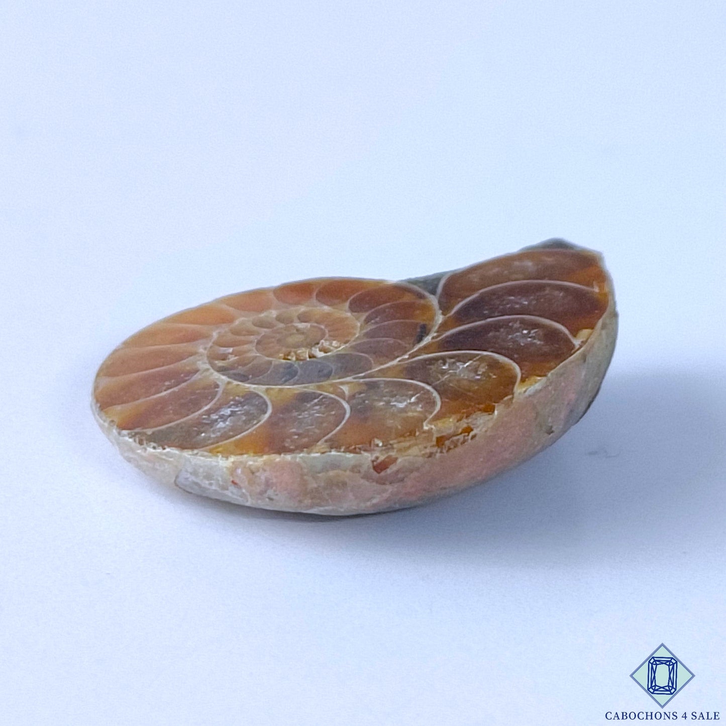 Ammonite