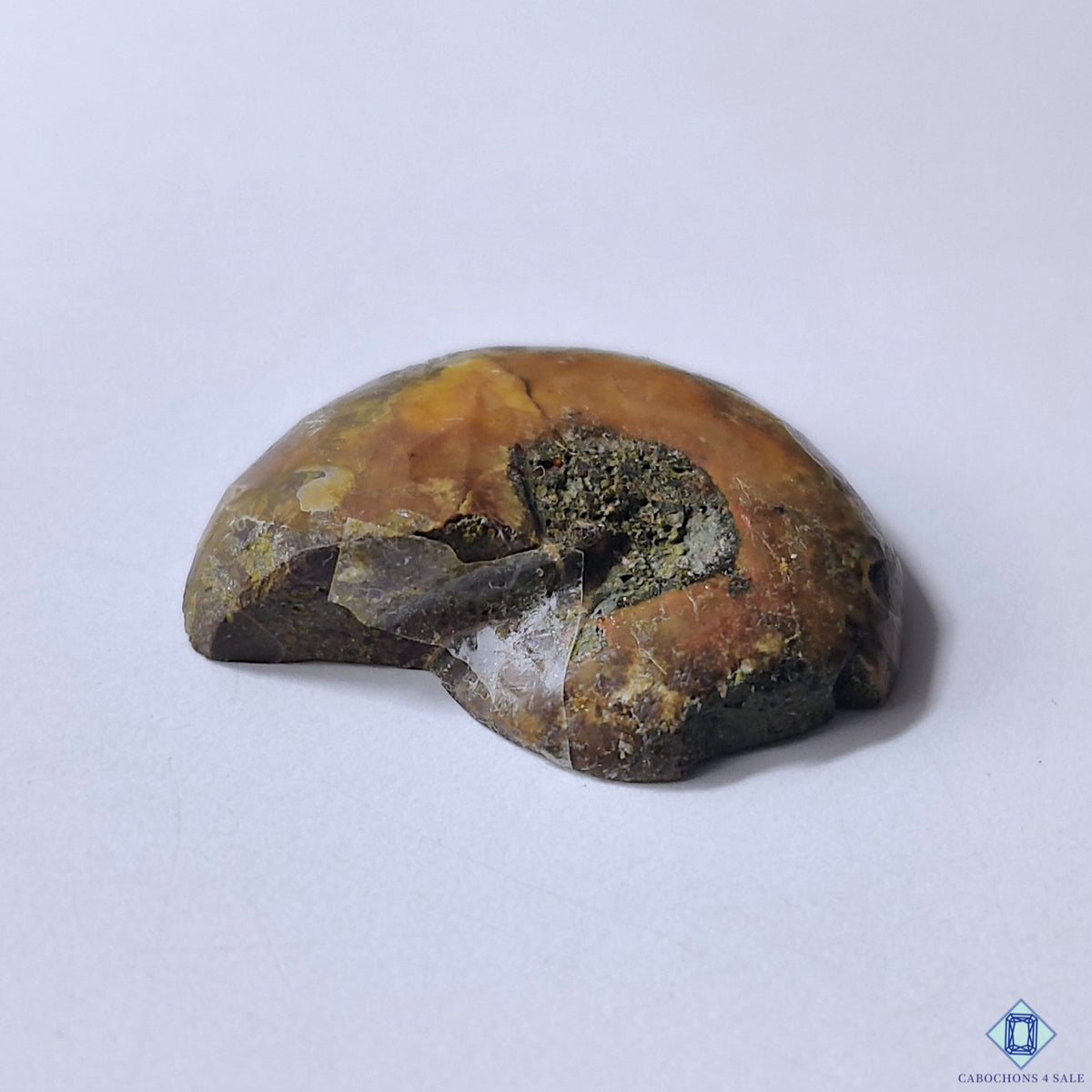 Ammonite