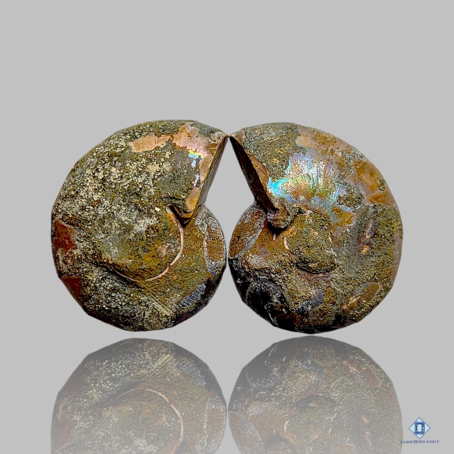 Ammonite Fancy Pairs