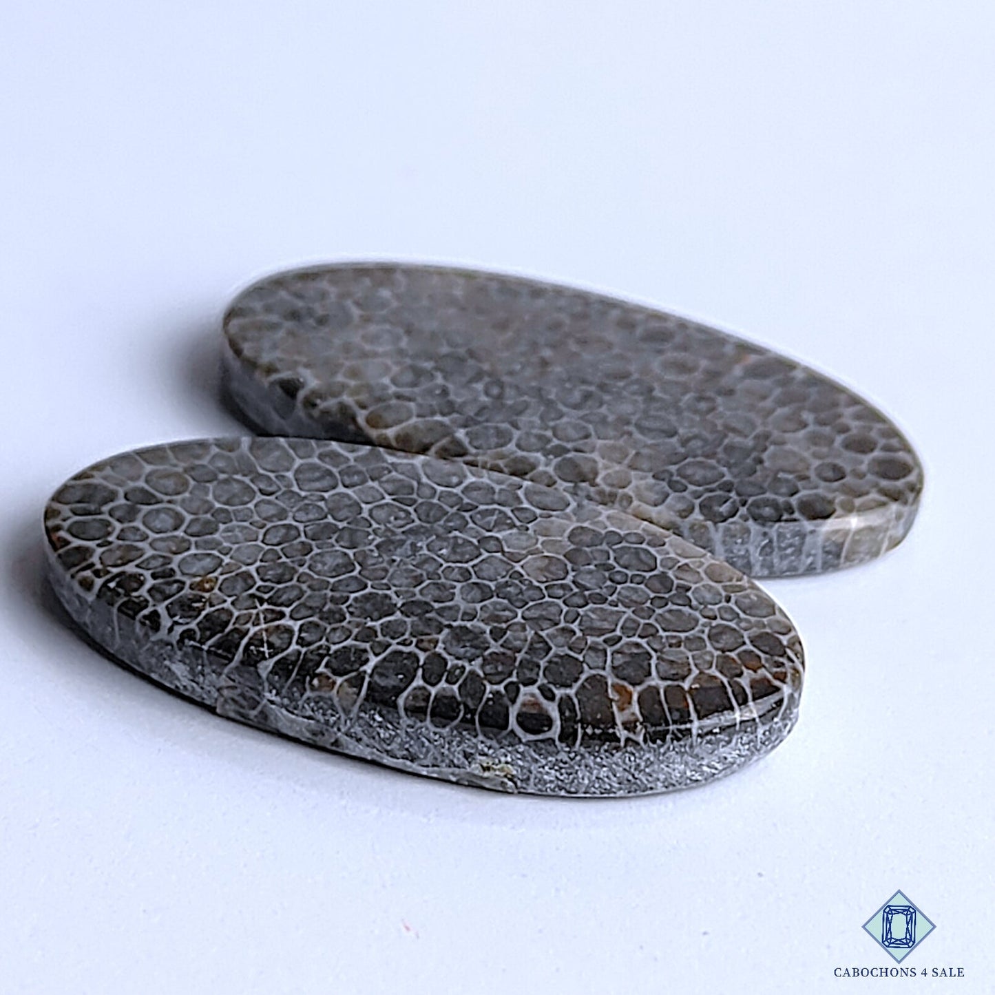 Black Fossil Coral
