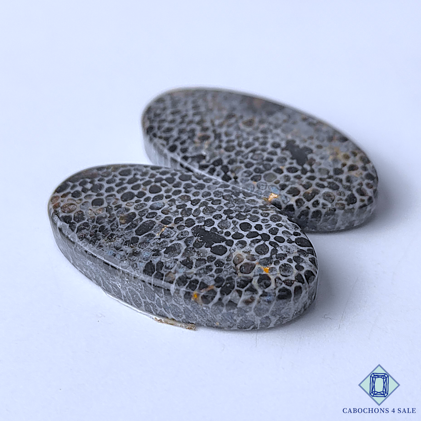 Black Fossil Coral