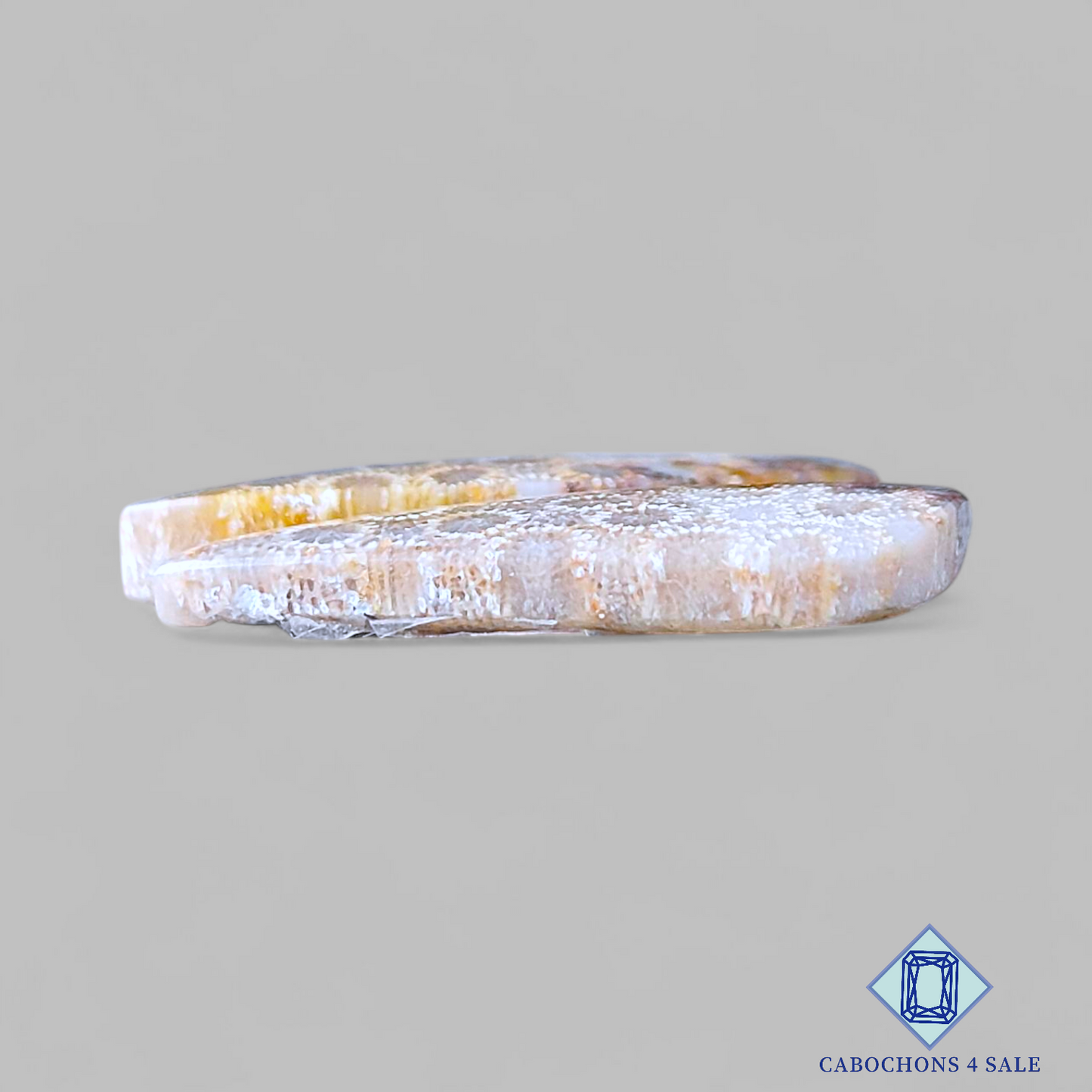 Fossil Coral Fancy Pairs