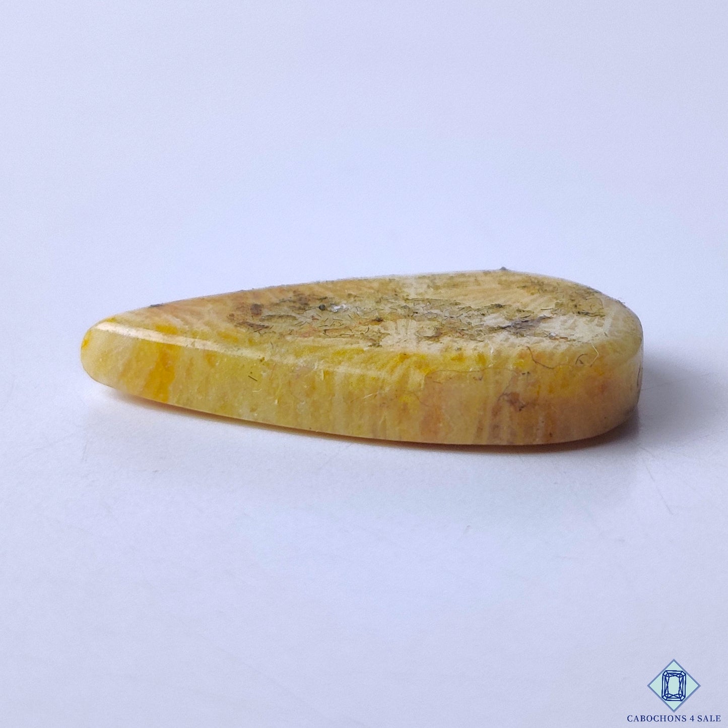 Fossil Coral