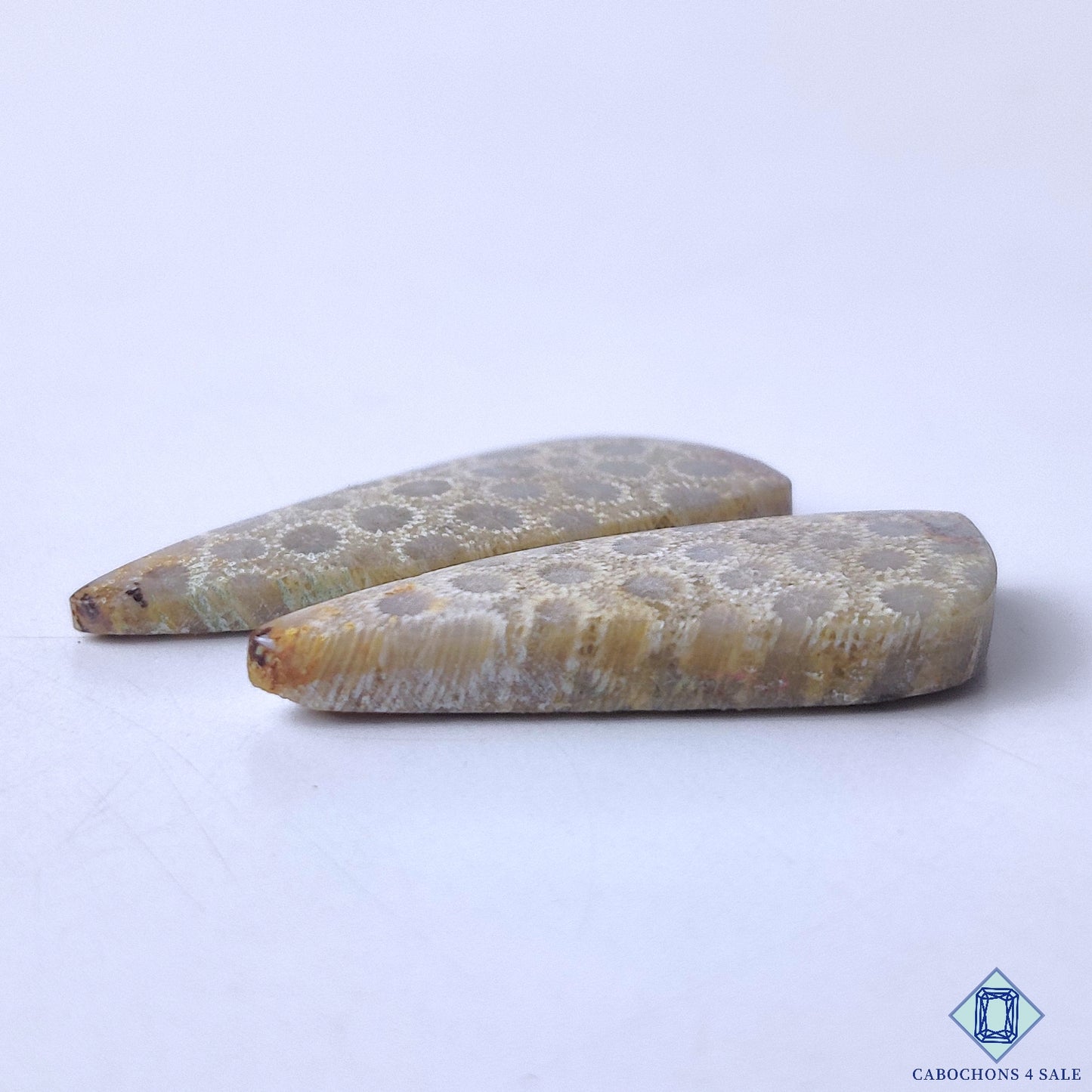 Fossil Coral