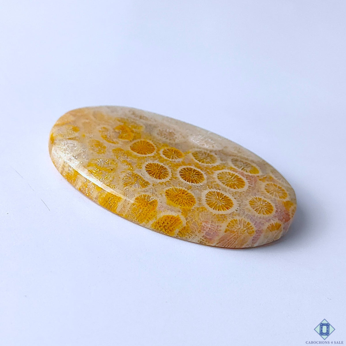 Fossil Coral