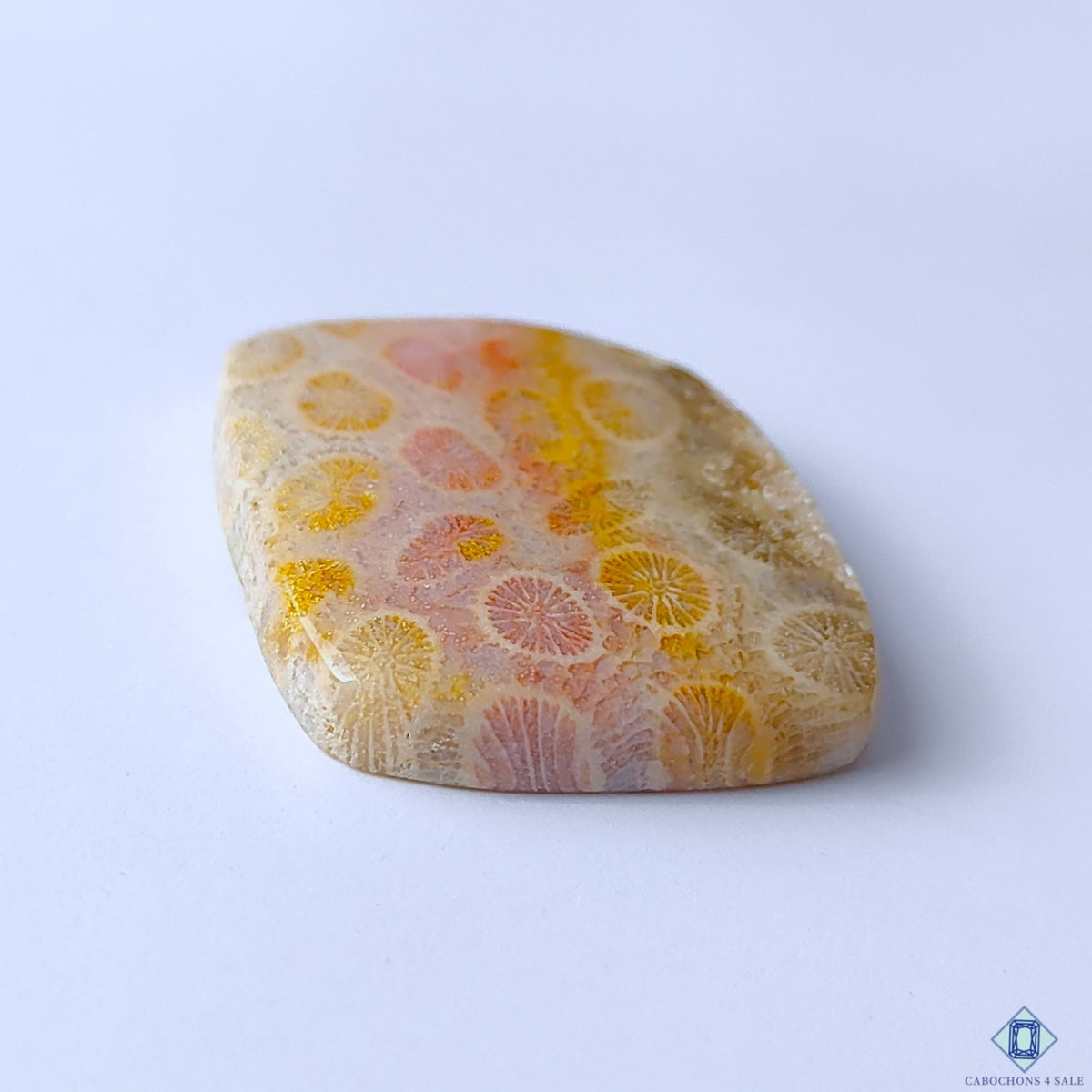 Fossil Coral