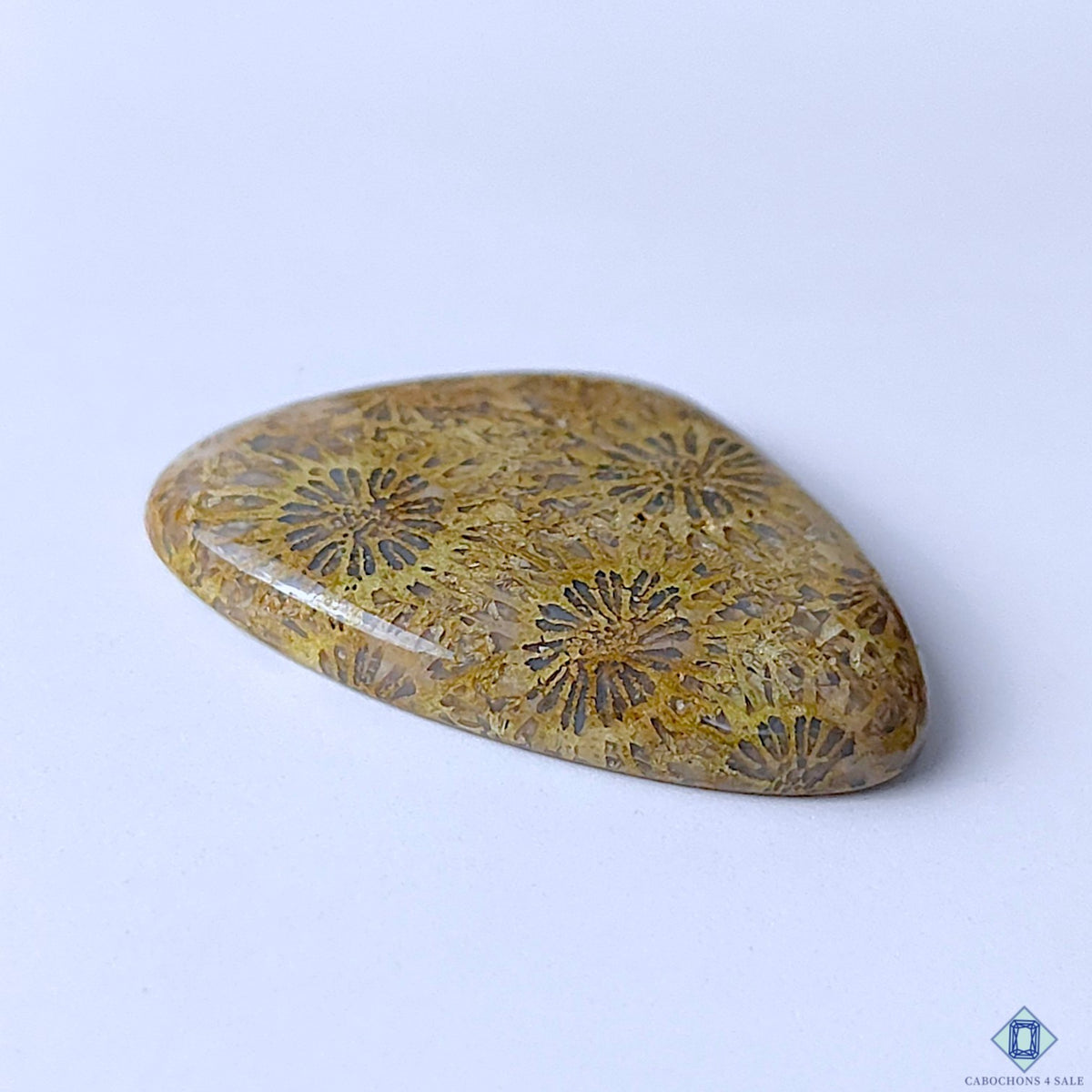 Fossil Coral