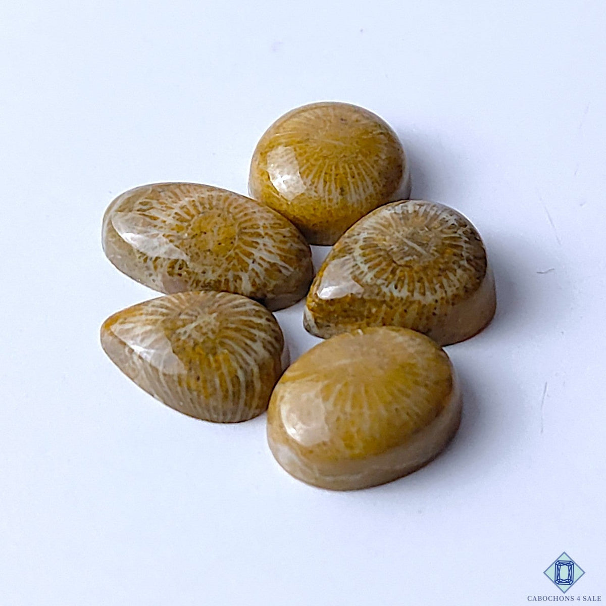 Cabochons4sale brown opaque fossil coral gemstones in mixed shapes with natural floral patterns