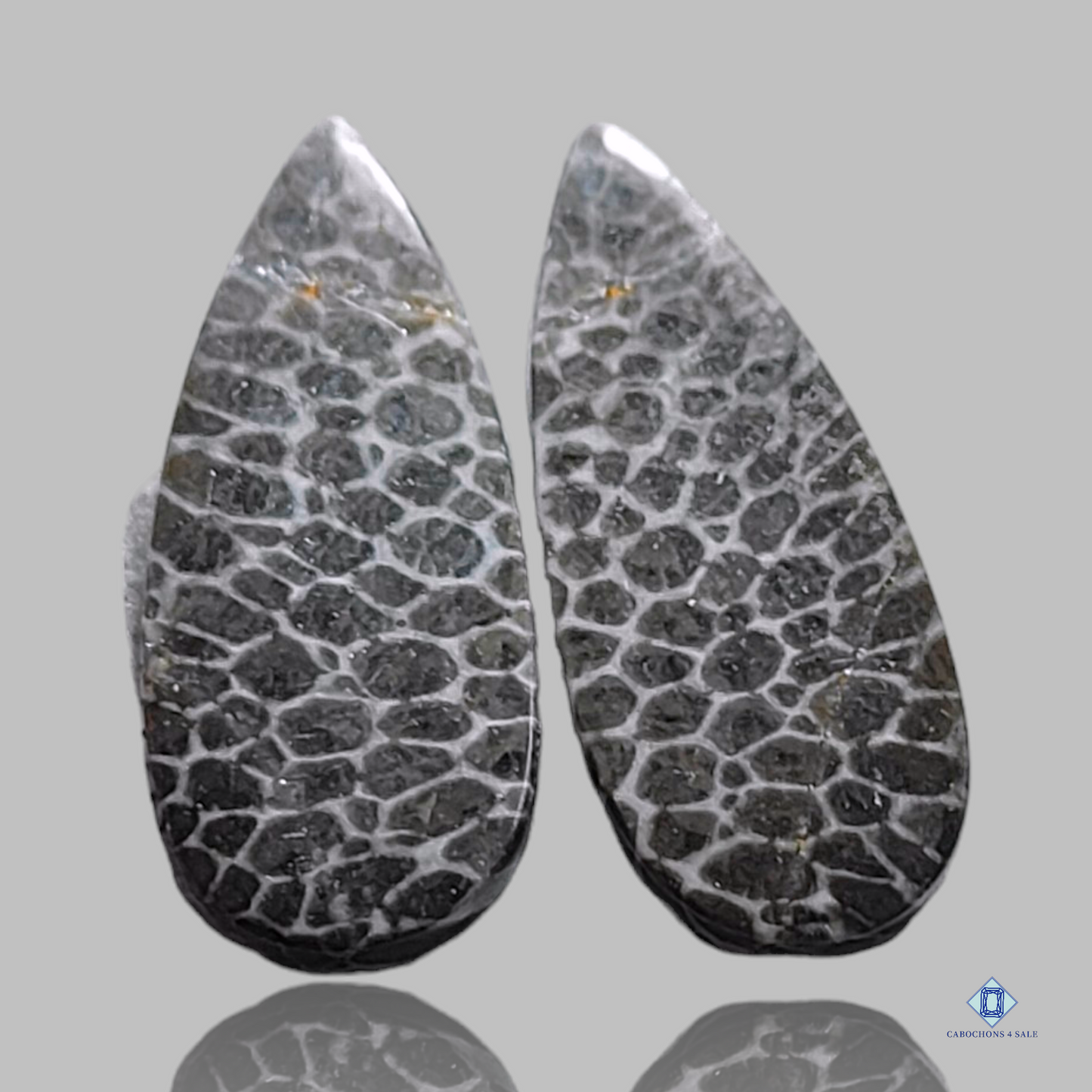 Pares fósiles de coral y pera