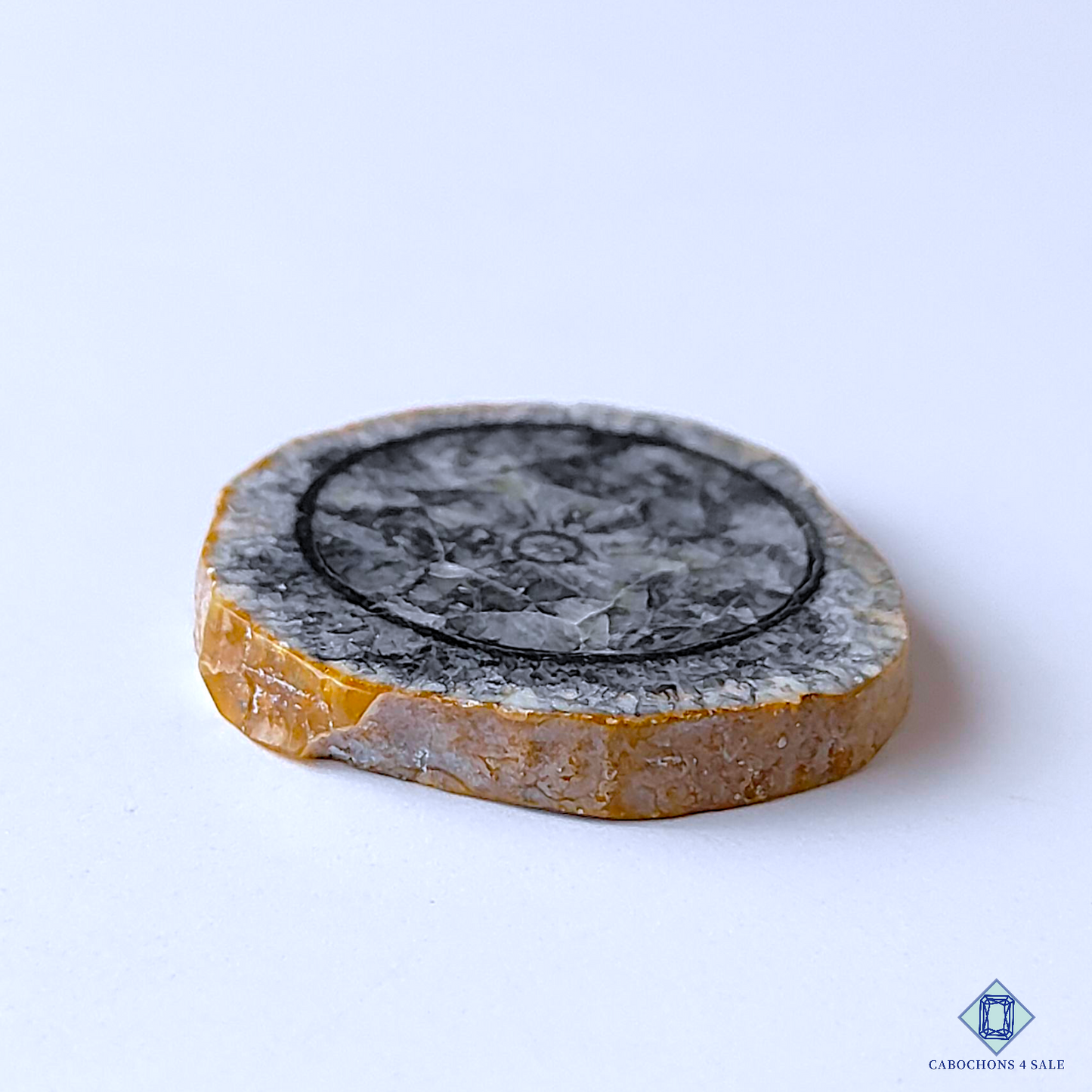 Orthoceras Fossil Coral