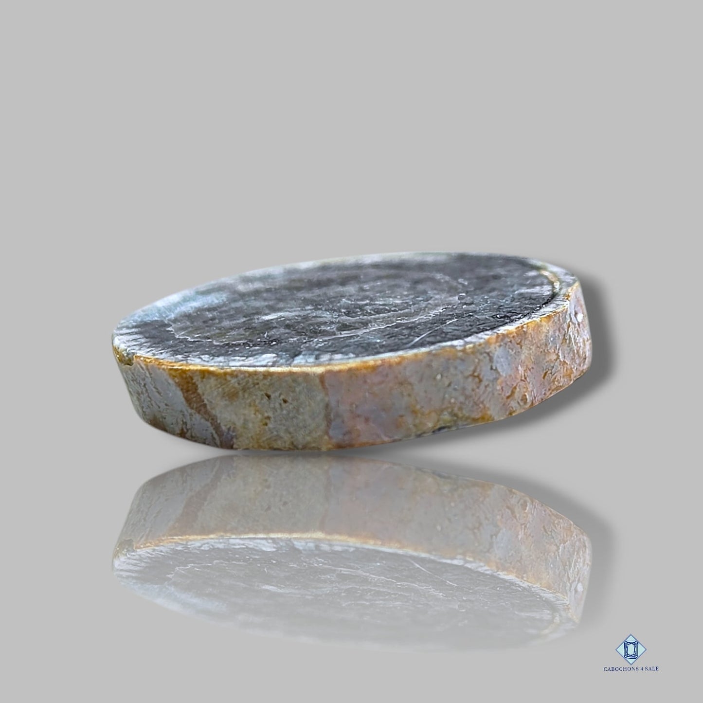 Cabujones redondos de rebanadas fósiles de Orthoceras