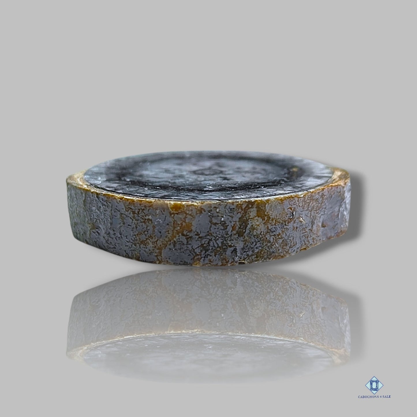 Cabujones redondos de rebanadas fósiles de Orthoceras