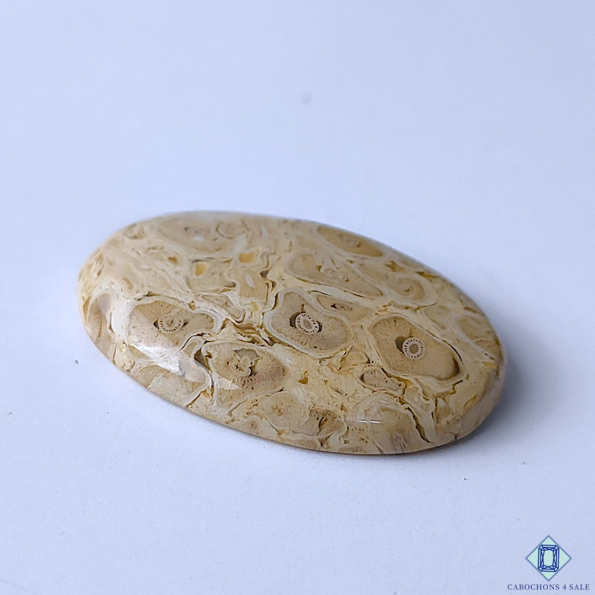 Palm Wood Jasper