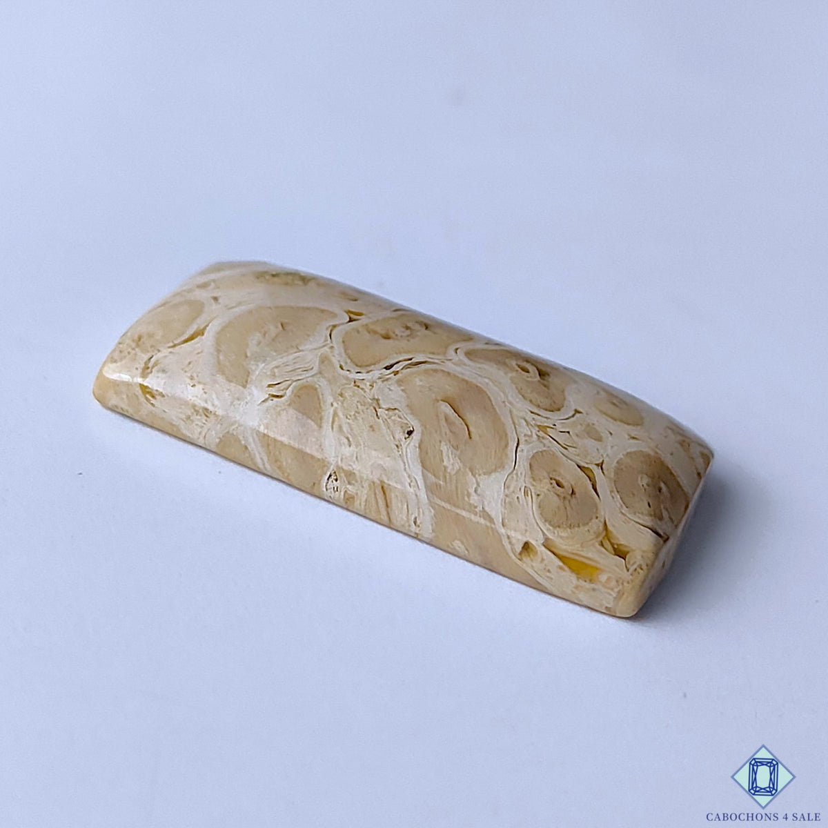 Palm Wood Jasper