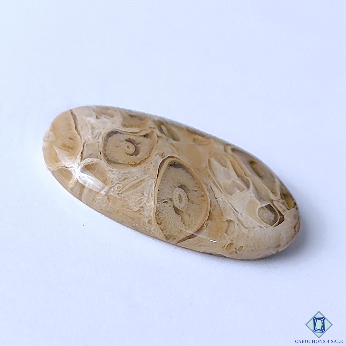 Palm Wood Jasper