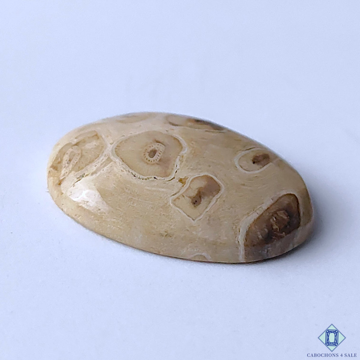 Palm Wood Jasper