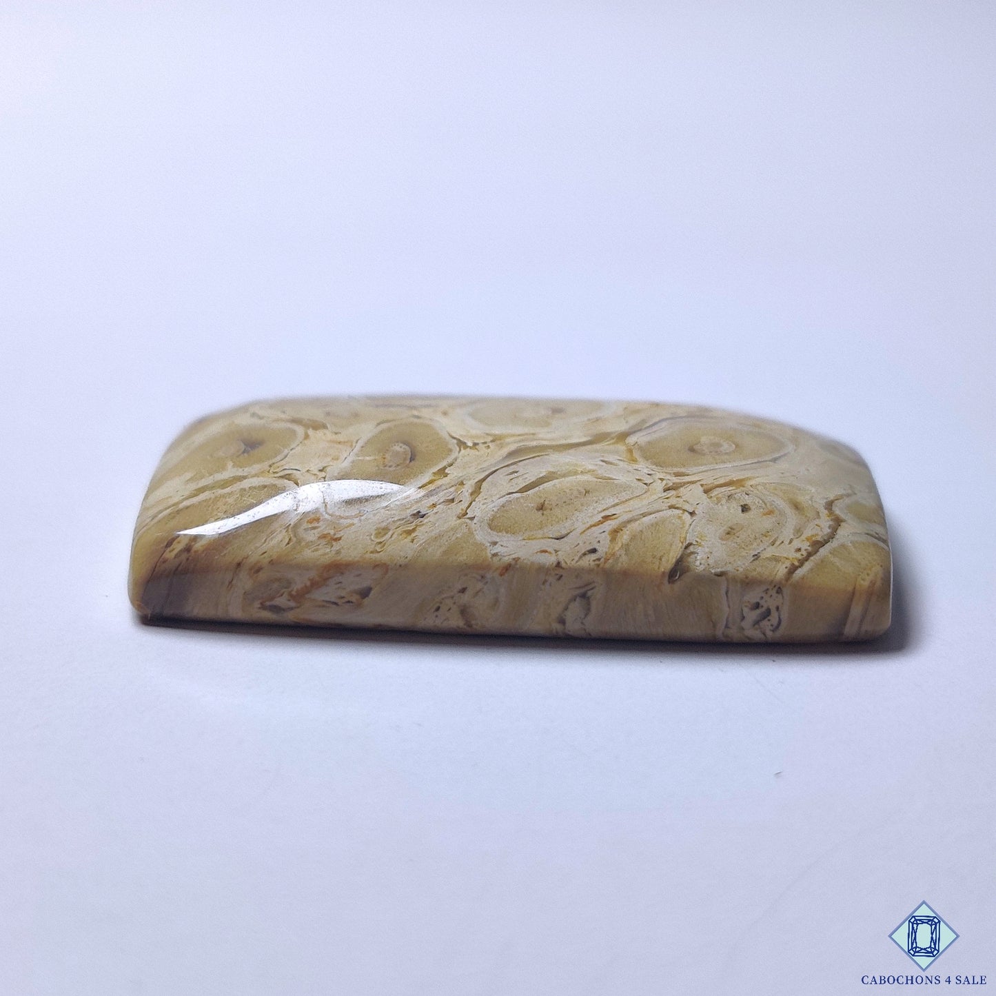 Petrified Palm Wood