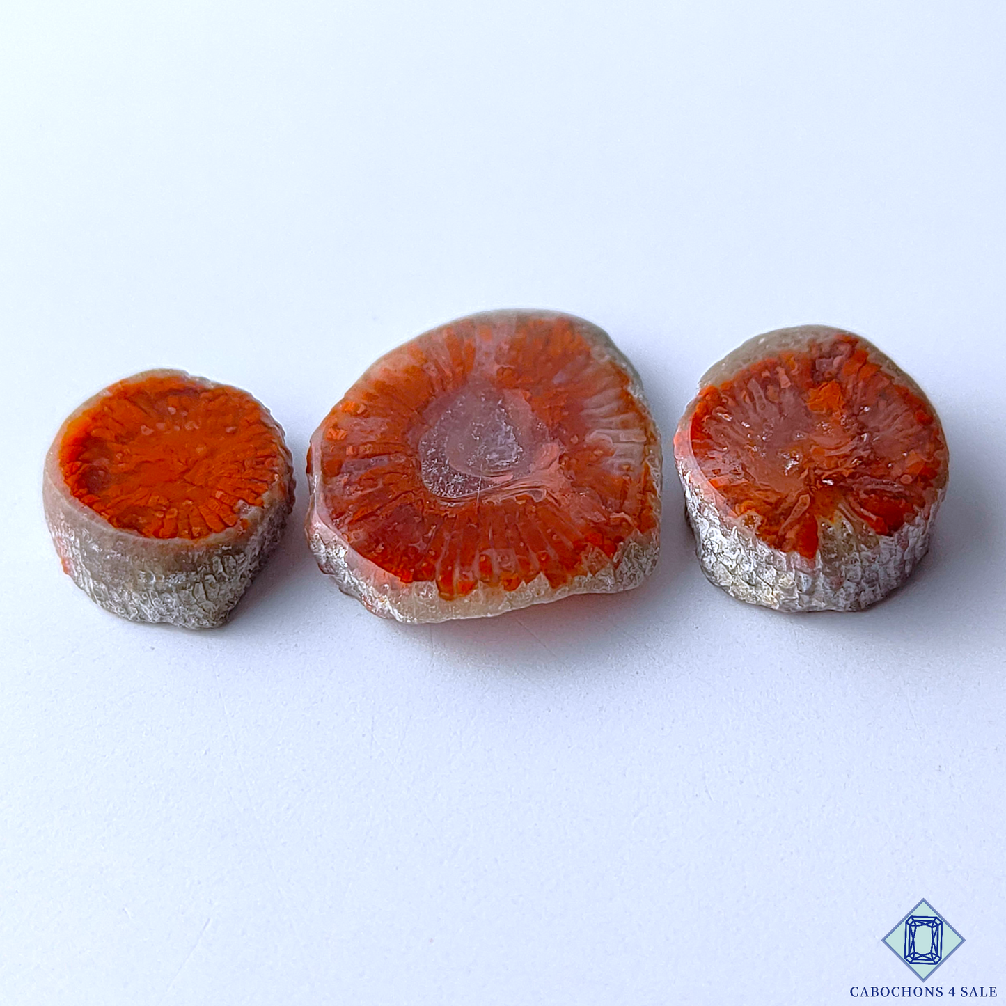 Red Horn Coral