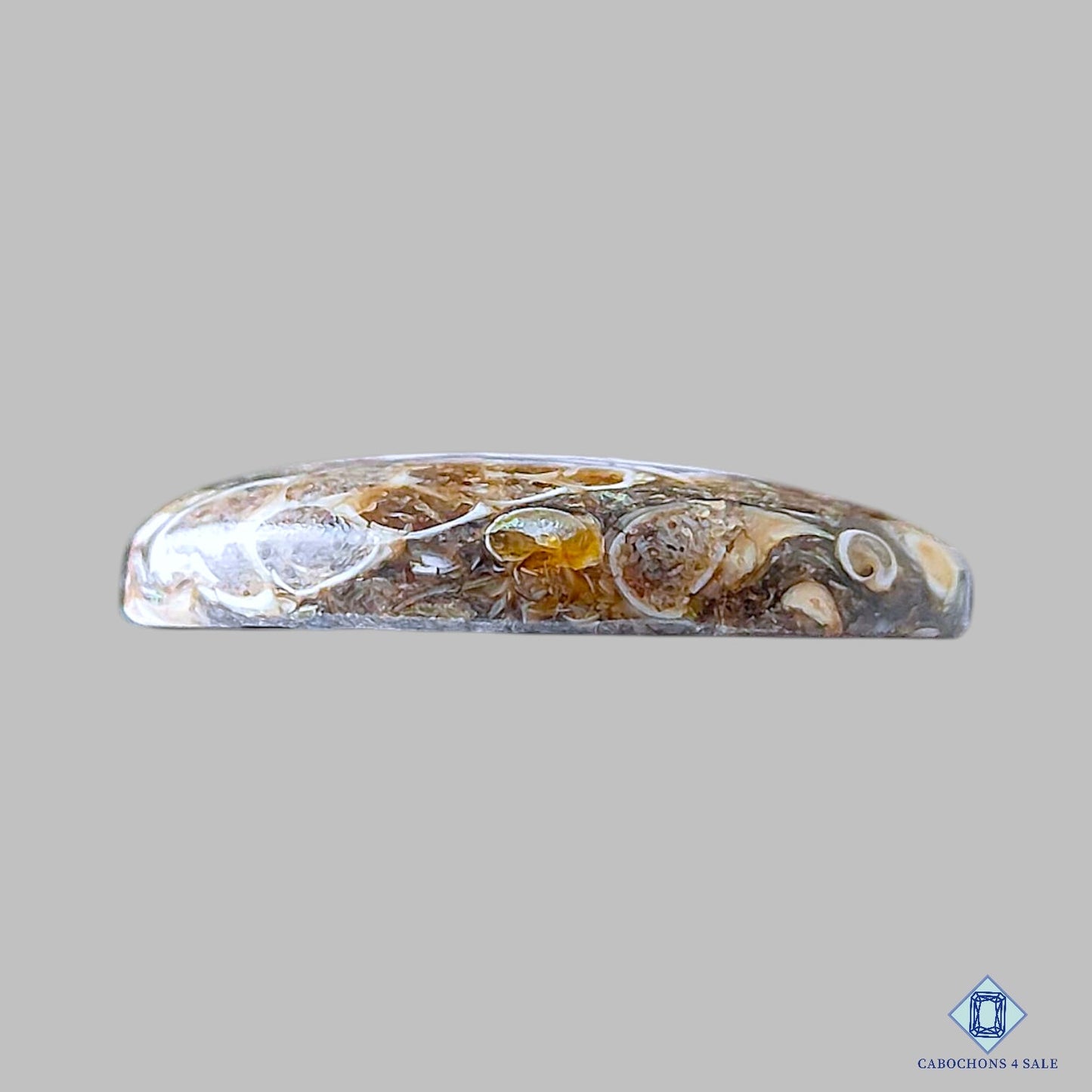 Turtella Agate