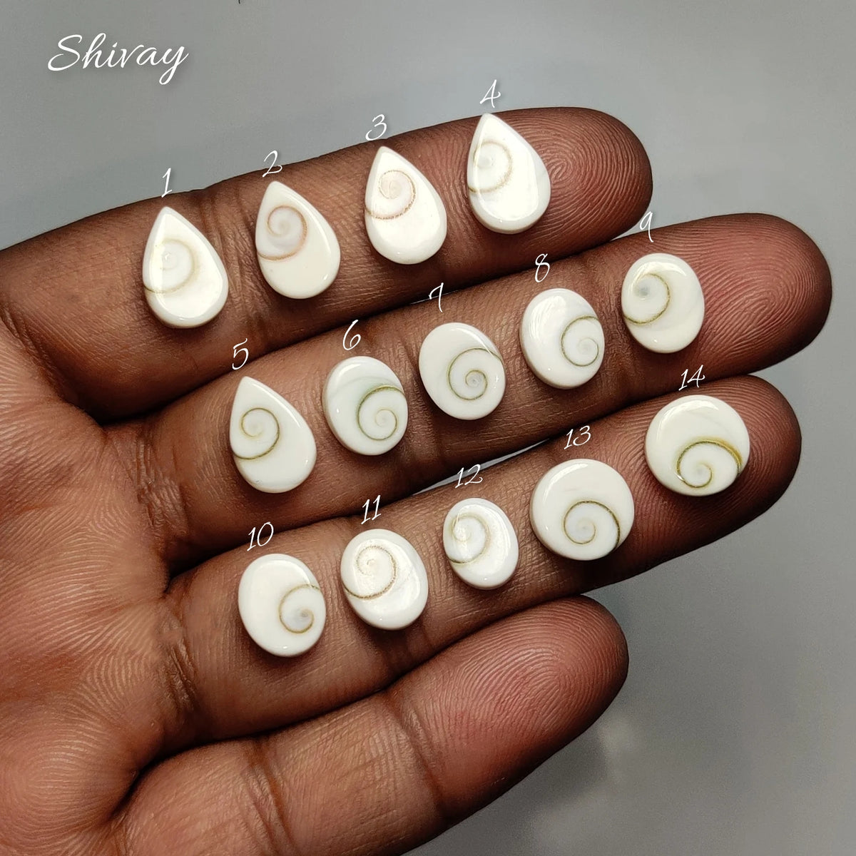 Natural Shiva Eye Gemstone Cabochon | Sacred Spiral Shell Gemstone for Jewelry Making