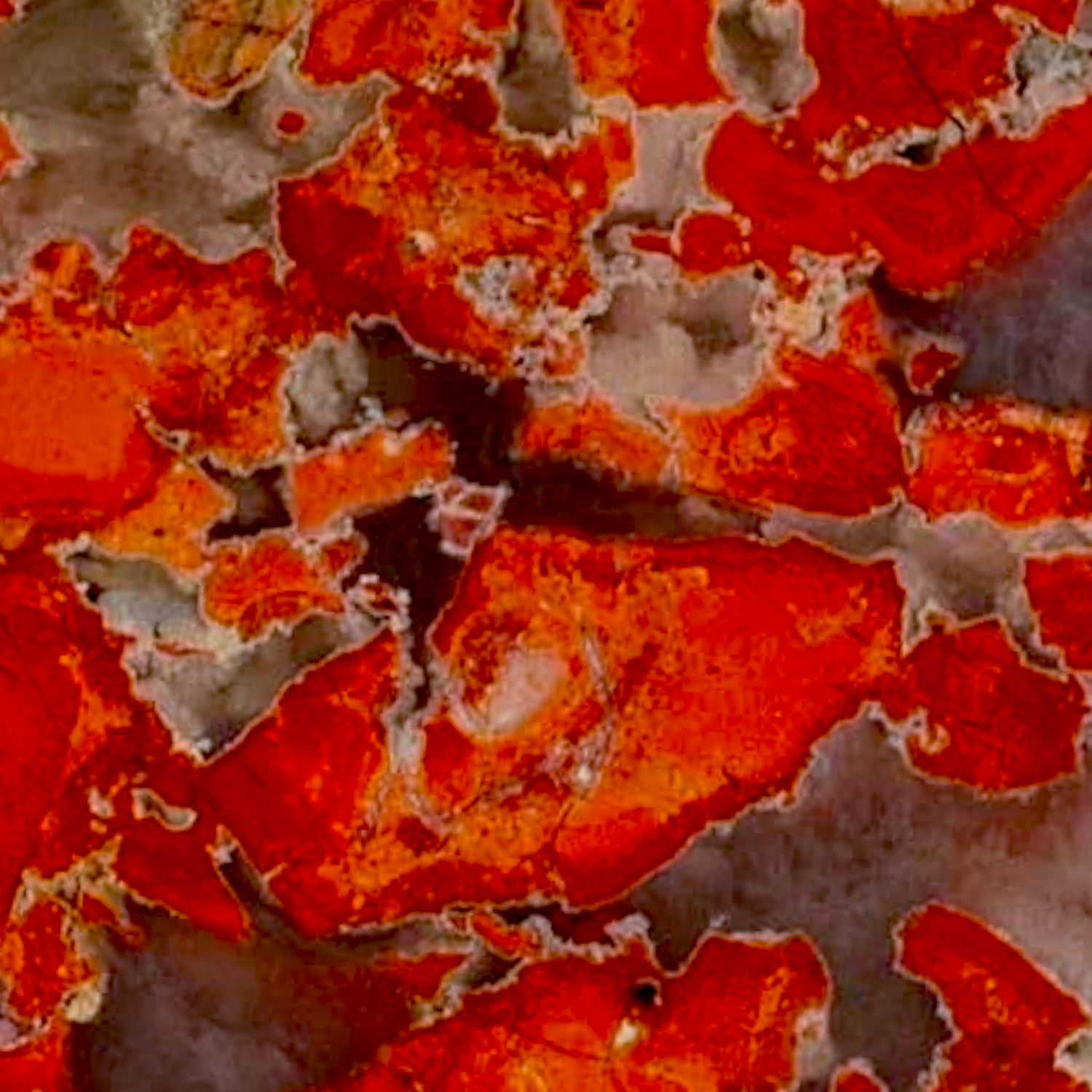 POPPY JASPER