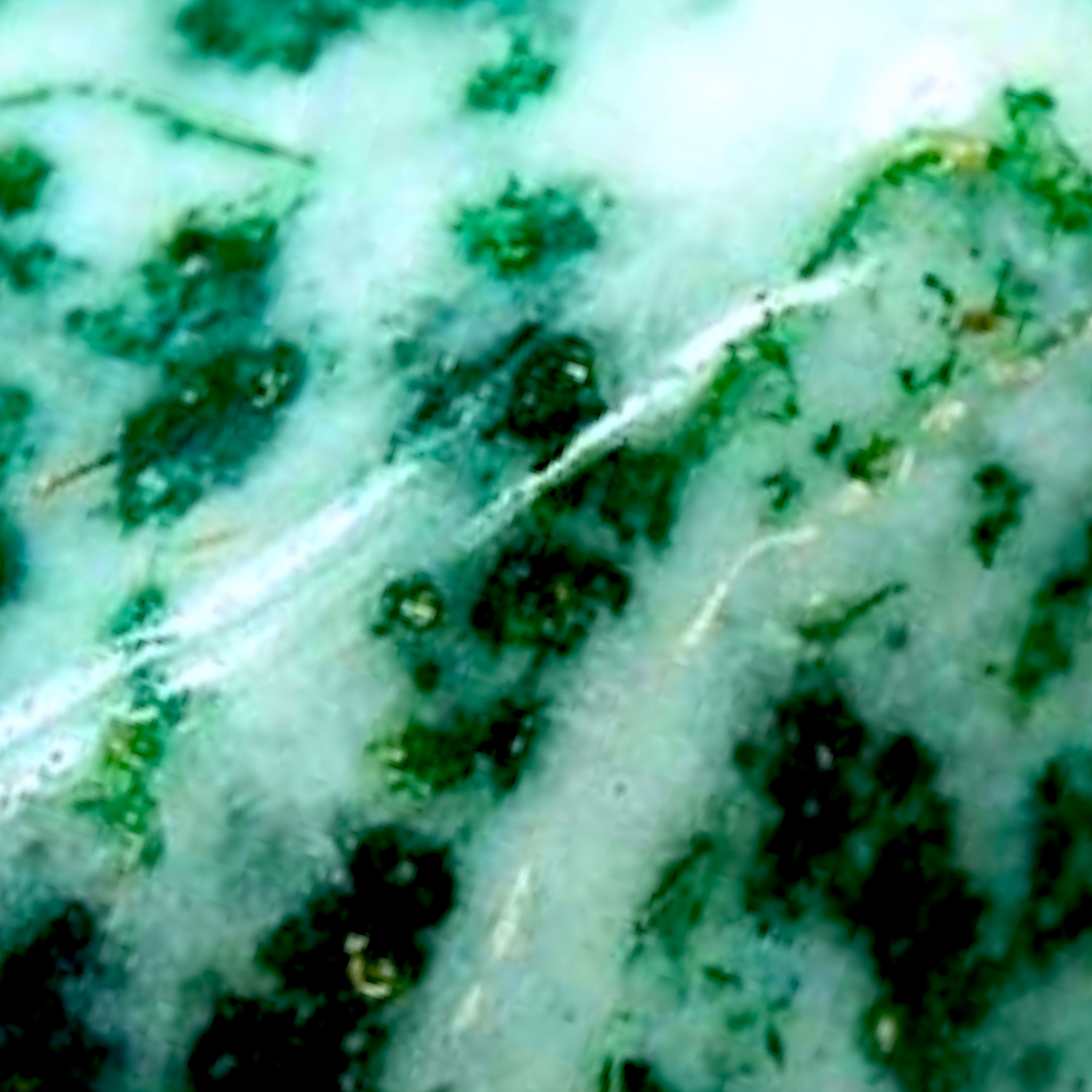 TREE AGATE