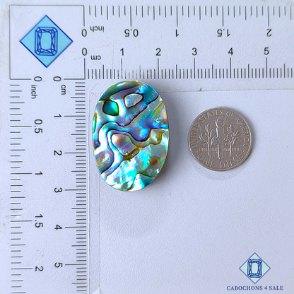 Cabujones ovalados de concha de abulón