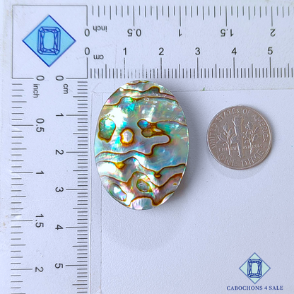 Cabujones ovalados de concha de abulón