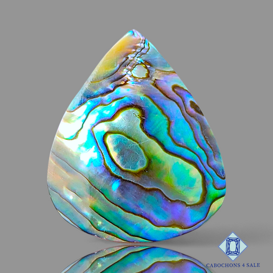 Abalone Shell