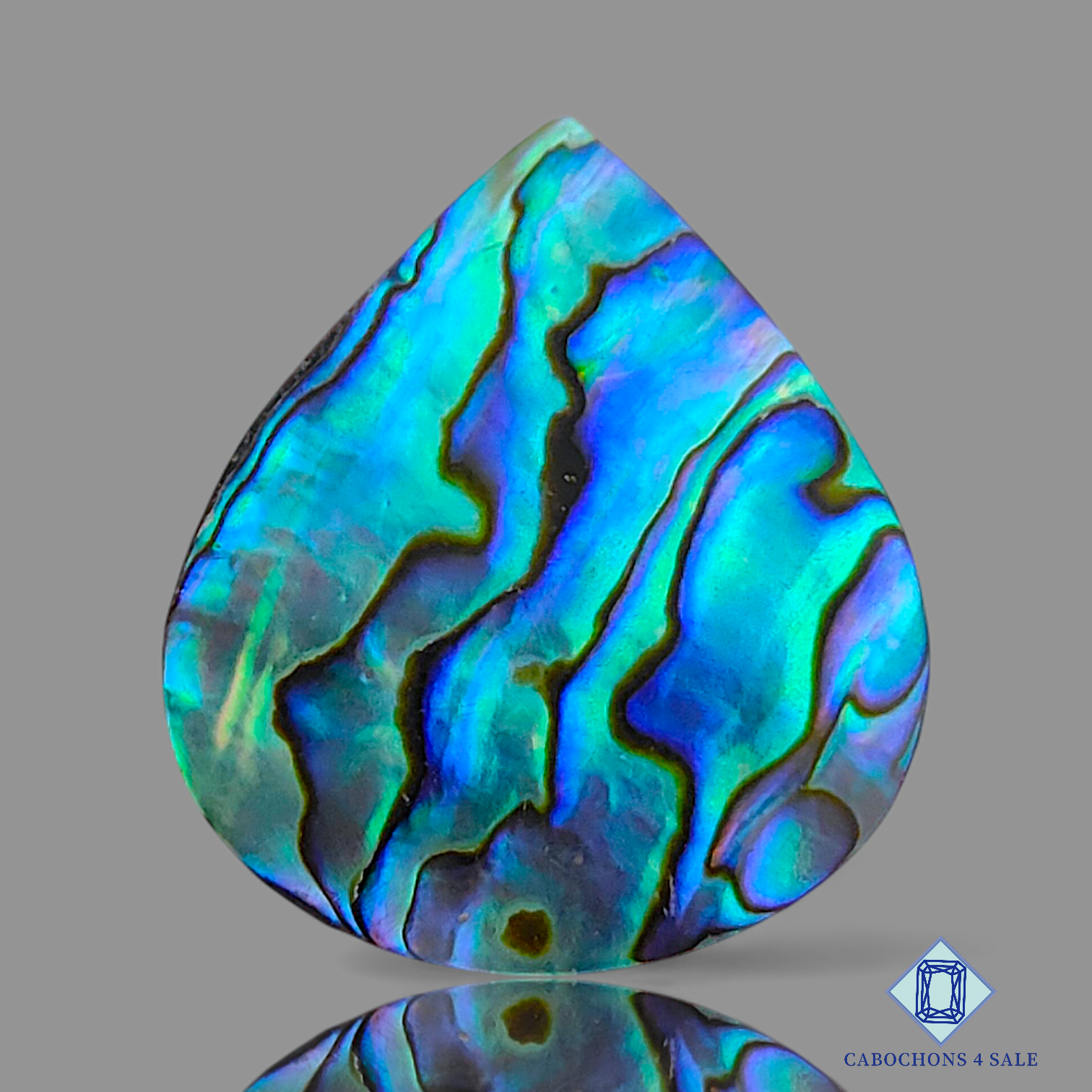Abalone Shell