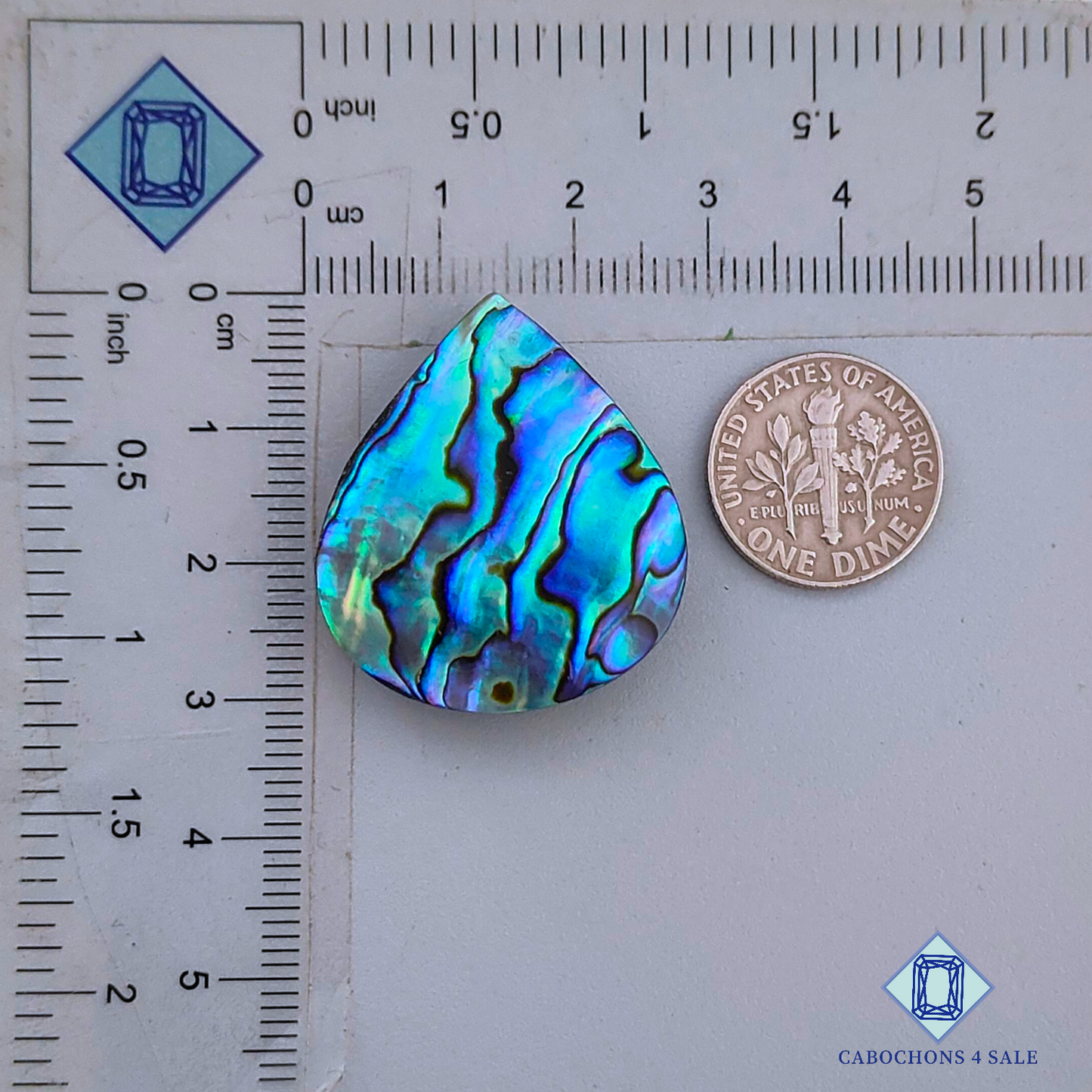 Abalone Shell