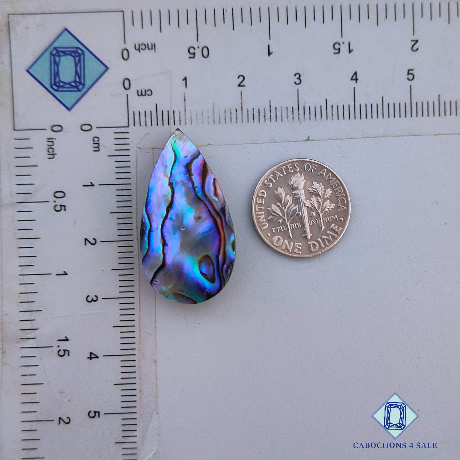 Abalone Shell