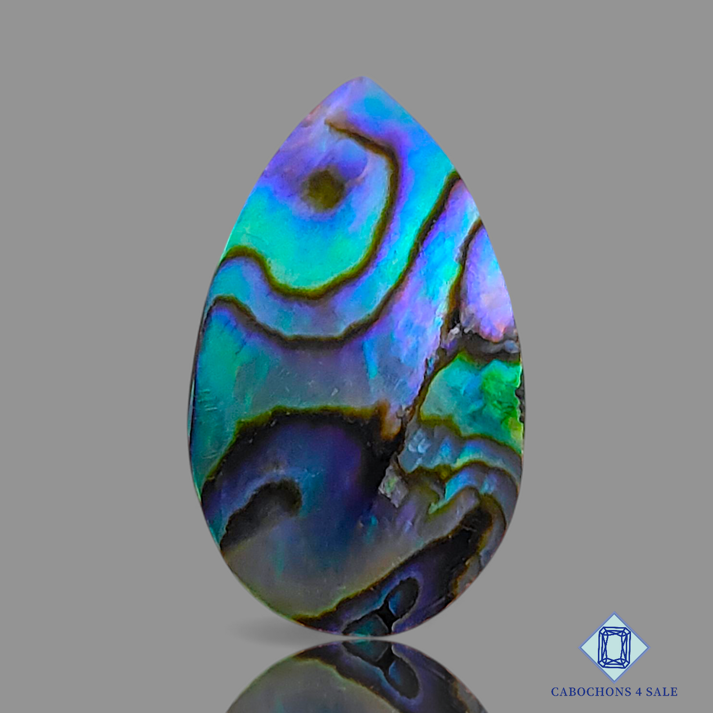 Abalone Shell