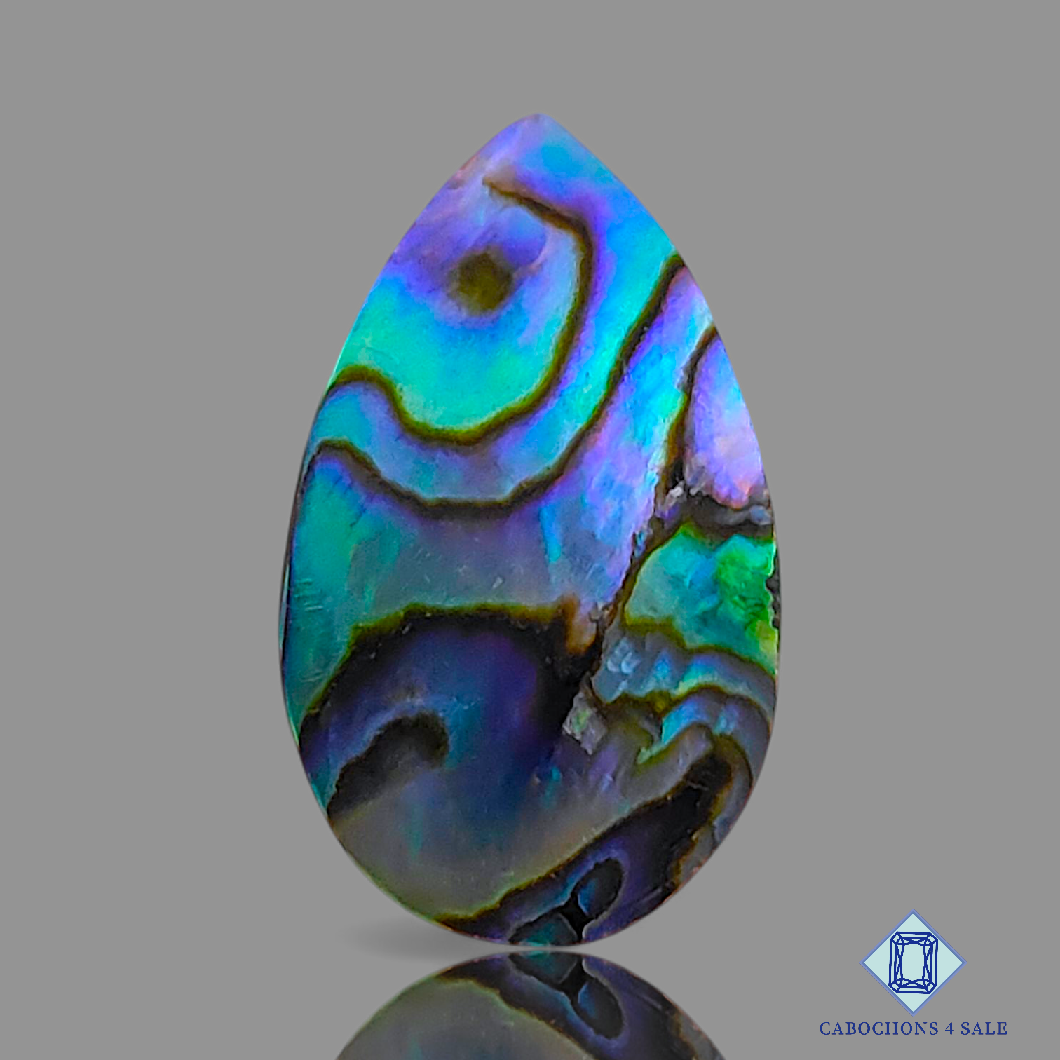 Abalone Shell