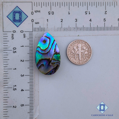 Abalone Shell