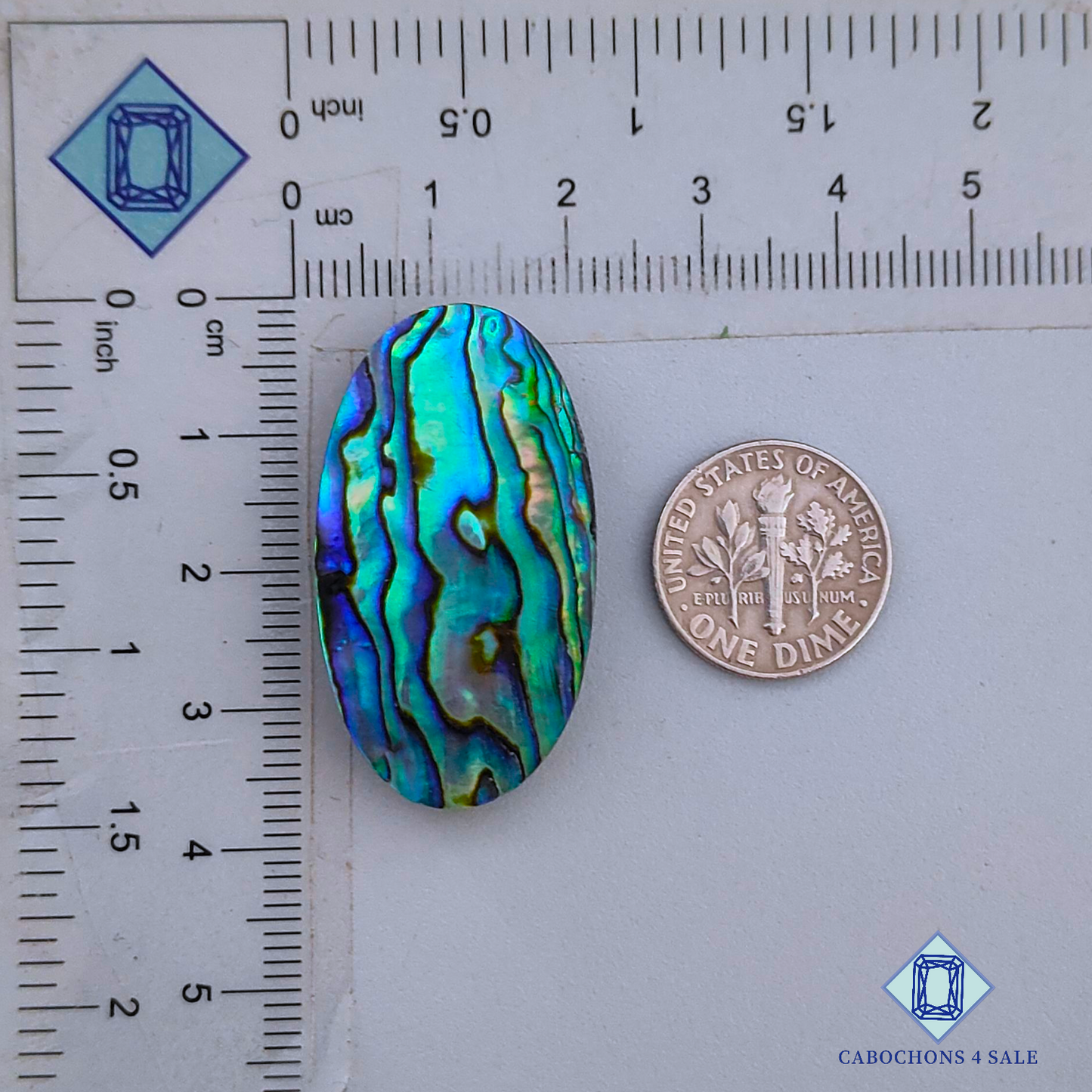 Abalone Shell