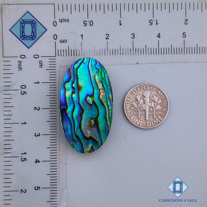 Abalone Shell