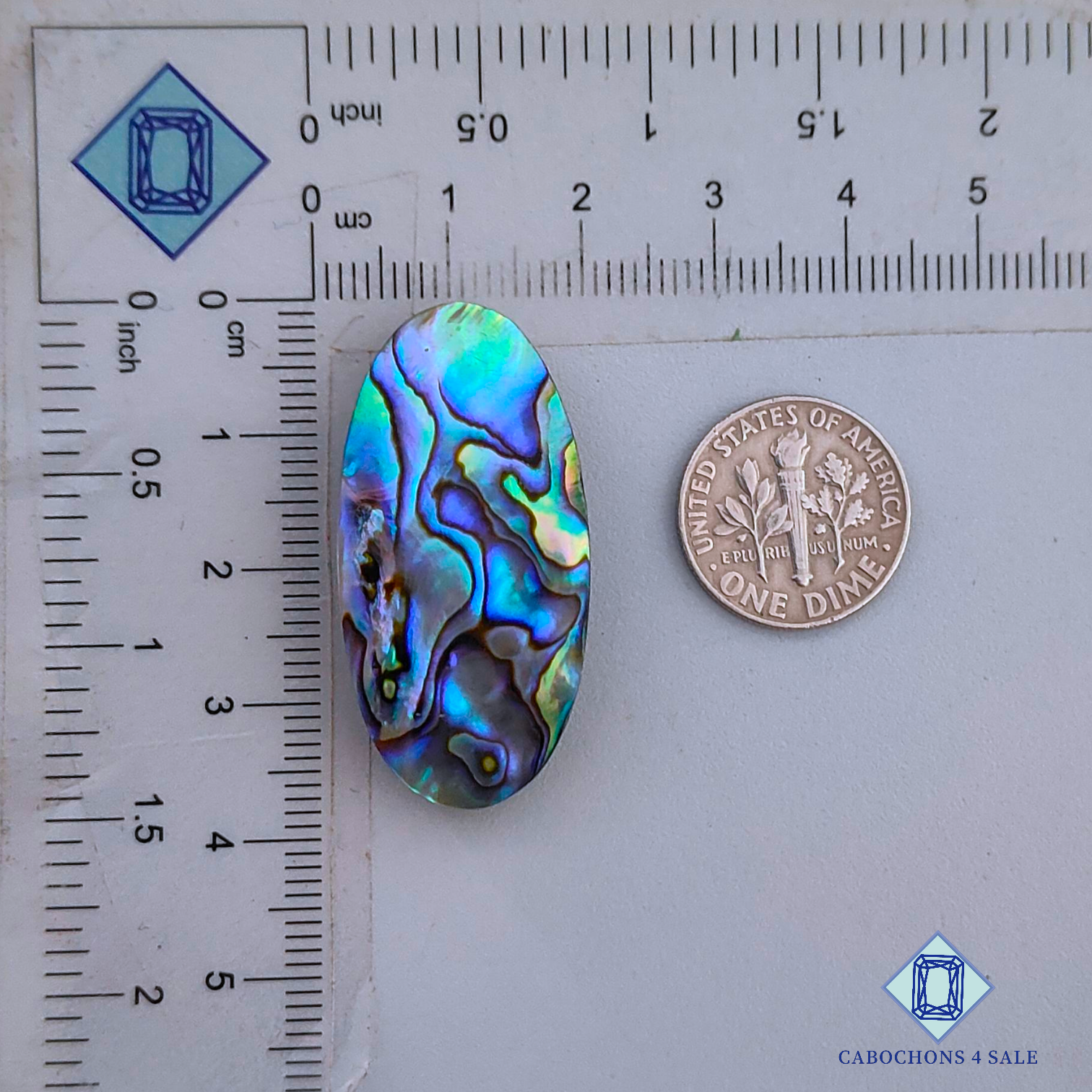Abalone Shell