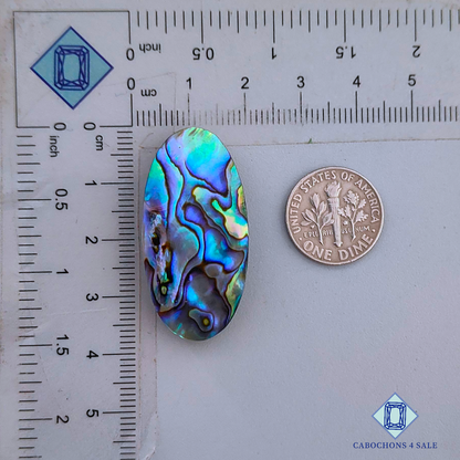 Abalone Shell